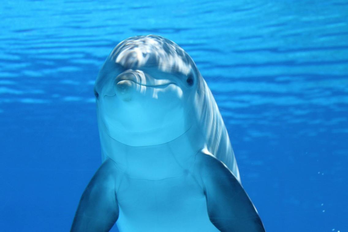 Smiling dolphin